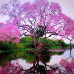 Ιπέροξο (Lapacho): το βότανο από το «ιερό δέντρο» ή «δέντρο της ζωής» των Ίνκας