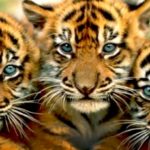 ΗΠΑ: Τίγρης θετική στον κορωνοϊό στο ζωολογικό κήπο της Νέας Υόρκης στο Μπρονξ
