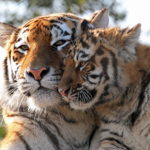 ΗΠΑ: Τίγρης θετική στον κορωνοϊό στο ζωολογικό κήπο της Νέας Υόρκης στο Μπρονξ