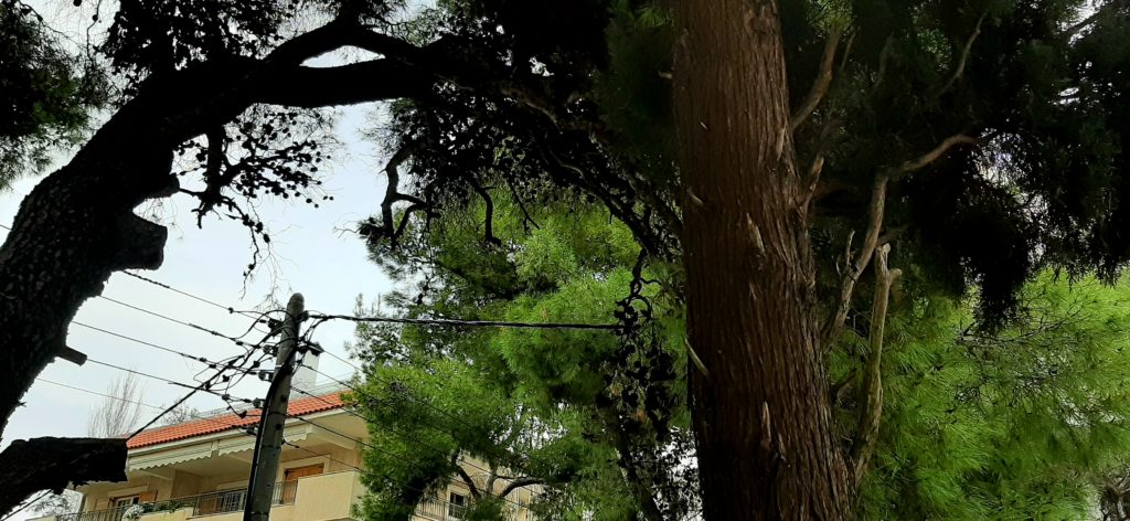 Μαρούσι: Κοπή κλαδιών δέντρων που ακουμπούν σε καλώδια της ΔΕΗ