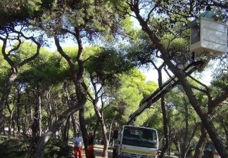 Τάσος Μαυρίδης: Η προστασία των δασών απαιτεί σοβαρότητα, επιστημονική γνώση και δουλειά