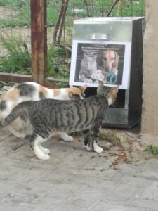 Ταΐστρες για γατάκια τοποθετήθηκαν από τον Πε.Φι.Πο. Σύλλογο σε 20 σημεία της πόλης του Αμαρουσίου