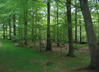 Παράταση Καταληκτικής Προθεσμίας για Υποβολή Αντιρρήσεων κατά του περιεχομένου του Δασικού Χάρτη στην Δ.Κ. Μελισσίων έως τις 26.4.2022