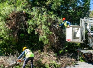 Συνεργεία του ΔΕΔΔΗΕ κλαδεύουν δένδρα που ακουμπούν σε καλώδια ηλεκτροδότησης. Μέχρι τις αρχές της επόμενης εβδομάδας θα έχουν συλλεγεί τα κομμένα κλαδιά