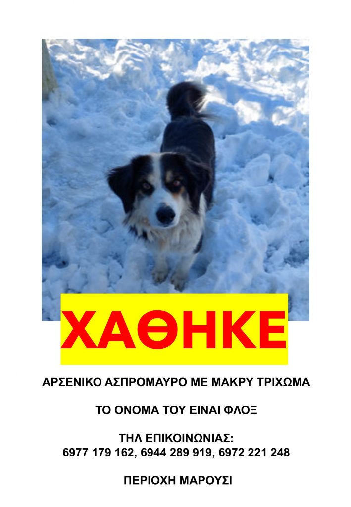 Βρέθηκε ο σκύλος ΦΛΟΞ!