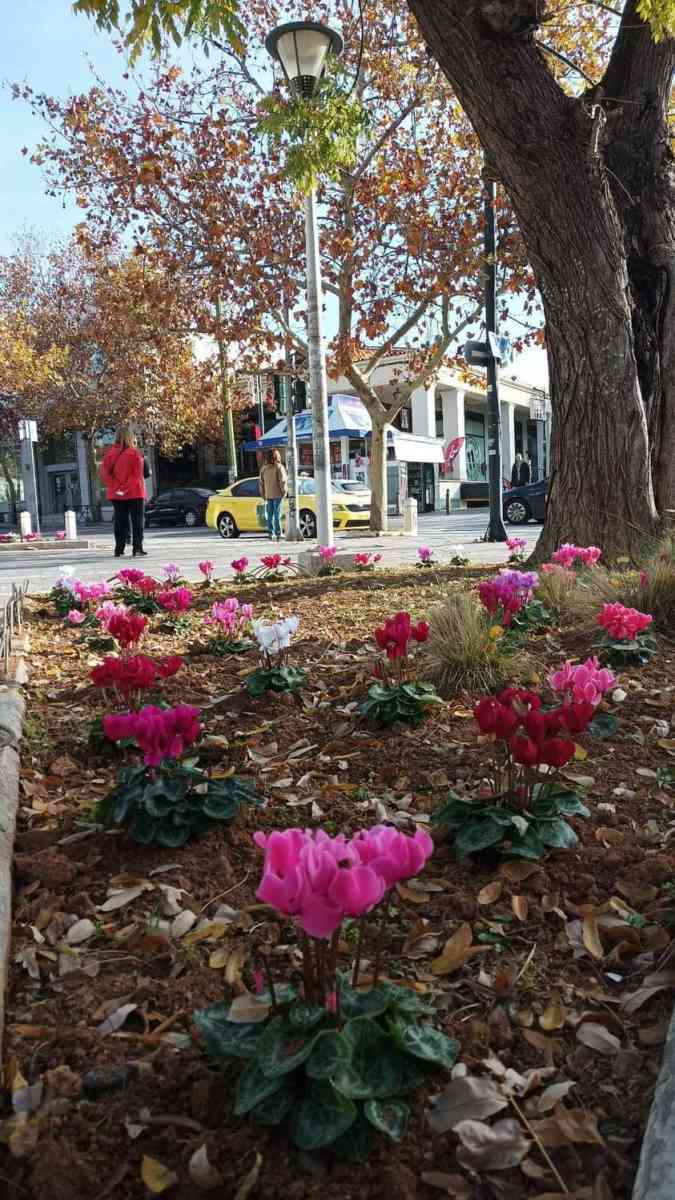 ΟΜΟΡΦΑΙΝΟΥΝ ΓΩΝΙΕΣ ΤΟΥ ΔΗΜΟΥ ΜΑΣ, ΜΕ ΟΜΟΡΦΑ ΛΟΥΛΟΥΔΙΑ