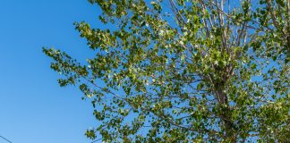 ΠΟΔΗΛΑΤΑΔΑ ΣΤΙΣ ΑΔΑΜΕΣ