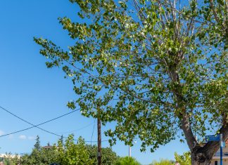 ΠΟΔΗΛΑΤΑΔΑ ΣΤΙΣ ΑΔΑΜΕΣ
