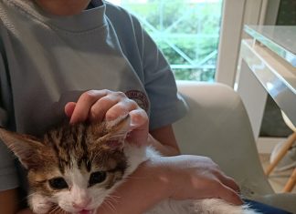 ΕΝΗΜΕΡΩΣΗ ΓΙΑ ΤΟ ΠΡΟΓΡΑΜΜΑ ΣΤΕΙΡΩΣΕΩΝ ΓΑΤΙΩΝ