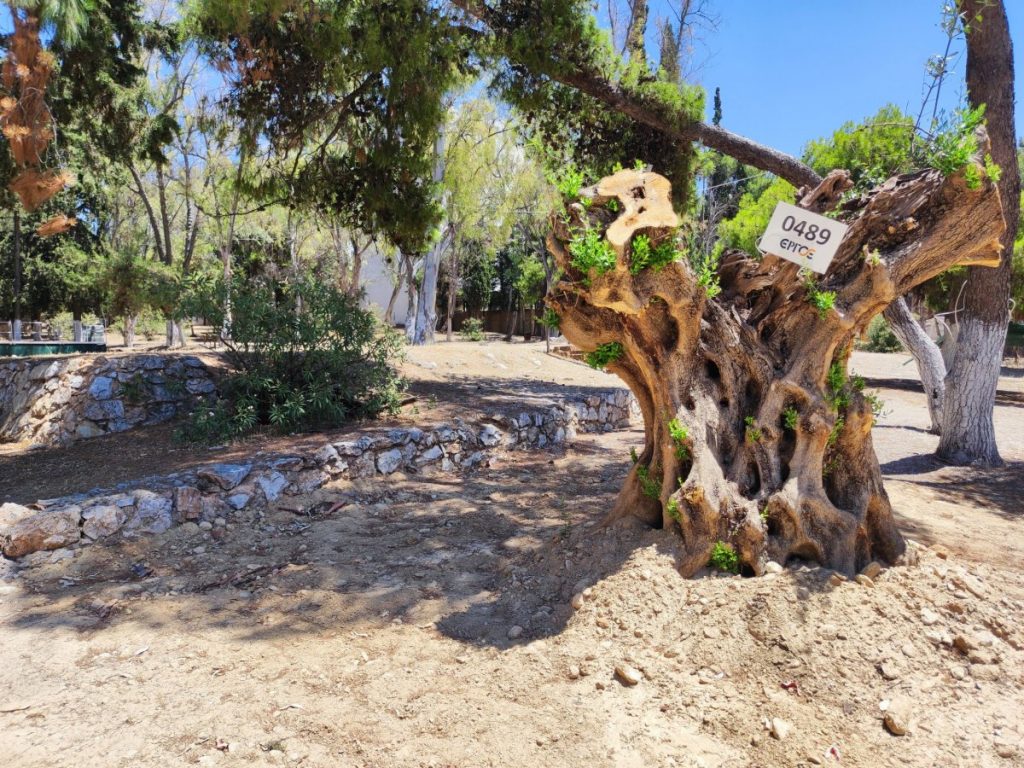 Επτά ακόμα αιωνόβιες ελιές βρήκαν νέο σπίτι στον Δήμο Ηρακλείου Αττικής 4 Επτά ακόμα αιωνόβιες ελιές βρήκαν νέο σπίτι στον Δήμο Ηρακλείου Αττικής