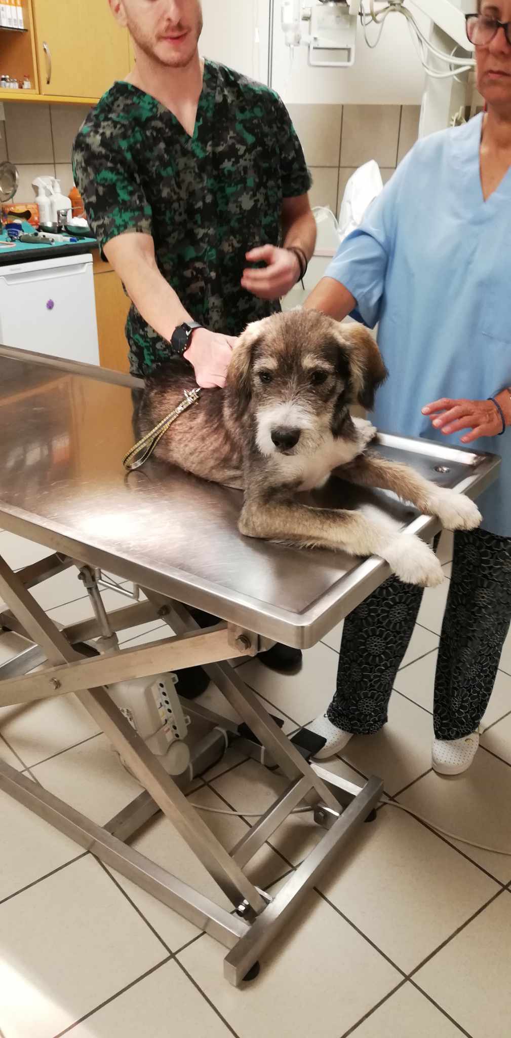 ΠΕ.ΦΙ.ΠΟ. Σύλλογος Αμαρουσίου : Βρέθηκε σκυλάκι Griffon στην περιοχή Νέα Λέσβο στο Μαρούσι..ΤΟ ΨΑΧΝΕΙ ΚΑΠΟΙΟΣ;