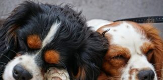 Υποχρεωτική πλέον η στείρωση των δεσποζόμενων ζώων συντροφιάς – Τι πρέπει να γνωρίζουν οι ιδιοκτήτες