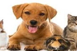 Προστατεύουμε τα αγαπημένα μας τετράποδα από τον ήλιο και τη ζέστη