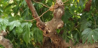 Ενημέρωση για τις ξηράνσεις κλάδων ή και ολόκληρων δένδρων μουριάς στον Δήμο Κηφισιάς