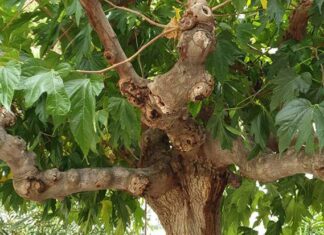 Ενημέρωση για τις ξηράνσεις κλάδων ή και ολόκληρων δένδρων μουριάς στον Δήμο Κηφισιάς