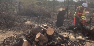 Κοπή καμένων δέντρων σε ιδιωτικά περιφραγμένα οικόπεδα – Σε ποιες περιπτώσεις θα υπάρξει συνδρομή του Δήμου