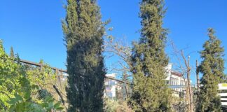 Συνδρομή του Δήμου Αμαρουσίου στην καταπολέμηση του αείλανθου στο Δάσος Συγγρού