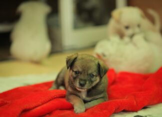 Ένας σκύλος σώθηκε…