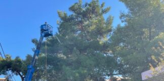 Παρεμβάσεις για τον περιορισμό του πληθυσμού της κάμπιας πραγματοποιεί ο Δήμος Ηρακλείου Αττικής