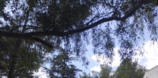 Αυτοψία από τη Δήμαρχο σε σημεία αντιπυρικών ζωνών