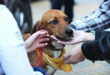 Μεγάλη Γιορτή Υιοθεσίας Αδέσποτων Ζώων, 13/12 στην Κηφισιά