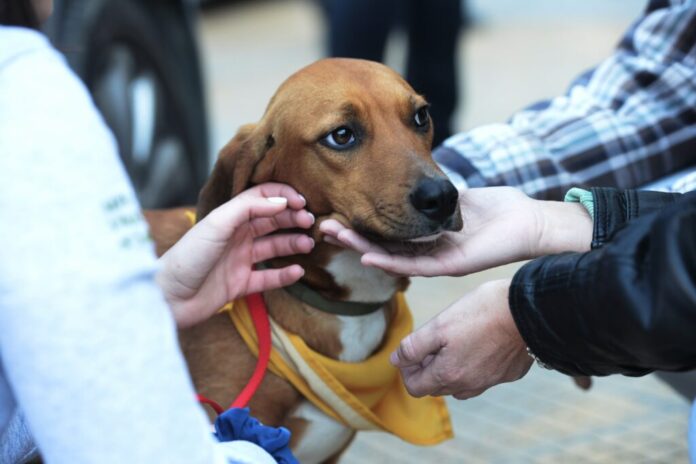 Μεγάλη Γιορτή Υιοθεσίας Αδέσποτων Ζώων, 13/12 στην Κηφισιά_6937c47968bfc.jpeg