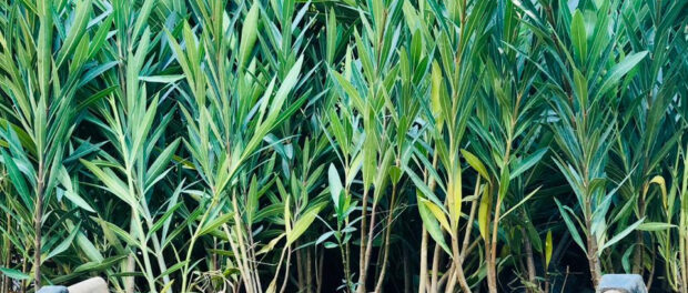 Περισσότερο πράσινο στο πάρκο της Ρεματιάς!