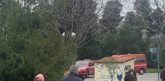 Δεντροφύτευση στη Σταμάτα με τη συμμετοχή μαθητών και εθελοντών