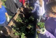 Μικροί κηπουροί στο 2ο Δημοτικό Αγίου Στεφάνου δίνουν ζωή στην παράδοση και τη φύση