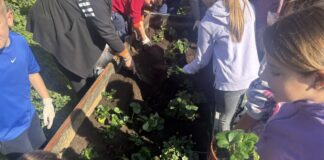 Μικροί κηπουροί στο 2ο Δημοτικό Αγίου Στεφάνου δίνουν ζωή στην παράδοση και τη φύση