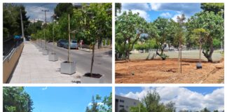 Νέες φυτεύσεις δέντρων στην Άνω Πεύκη