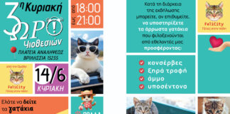 Γιορτή Υιοθεσίας: Τα αδέσποτα γατάκια των Βριλησσίων αναζητούν οικογένεια