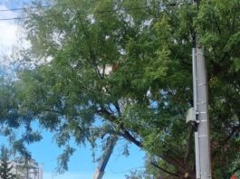 Δήμος Αμαρουσίου: Συνεχίζεται το πρόγραμμα συντήρησης πρασίνου και ευπρεπισμού στις γειτονιές της πόλης Home