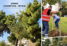 Νέες δενδροφυτεύσεις σε κάθε γειτονιά — Στόχος τα 1.000 βιώσιμα δέντρα έως το 2028 από τον Δήμο Λυκόβρυσης – Πεύκης